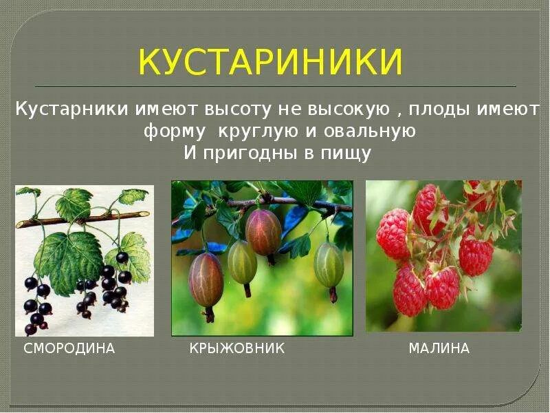 Какой кустарник является культурным орешник смородина