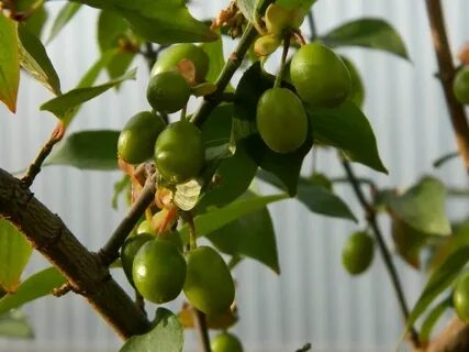 Плодовых 5