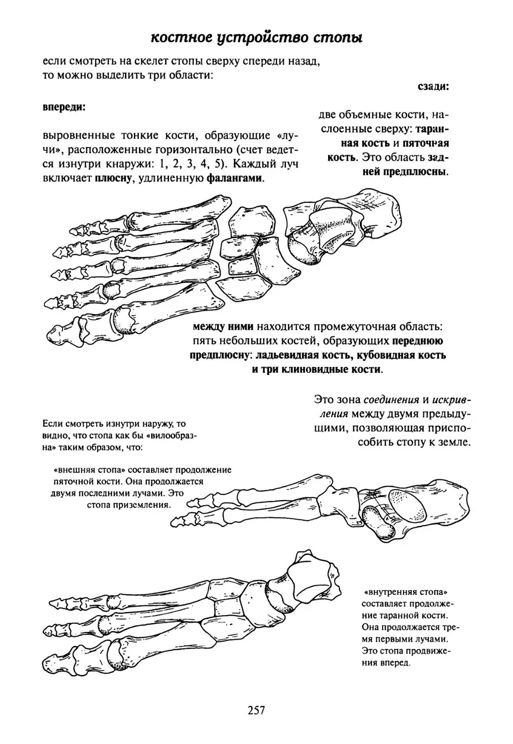 1 клиновидная кость стопы. Кубовидная кость стопы строение. Подошвенная поверхность стопы анатомия кости. Анатомия ладьевидной кости стопы. Сесамовидная кость ладьевидной кости стопы.