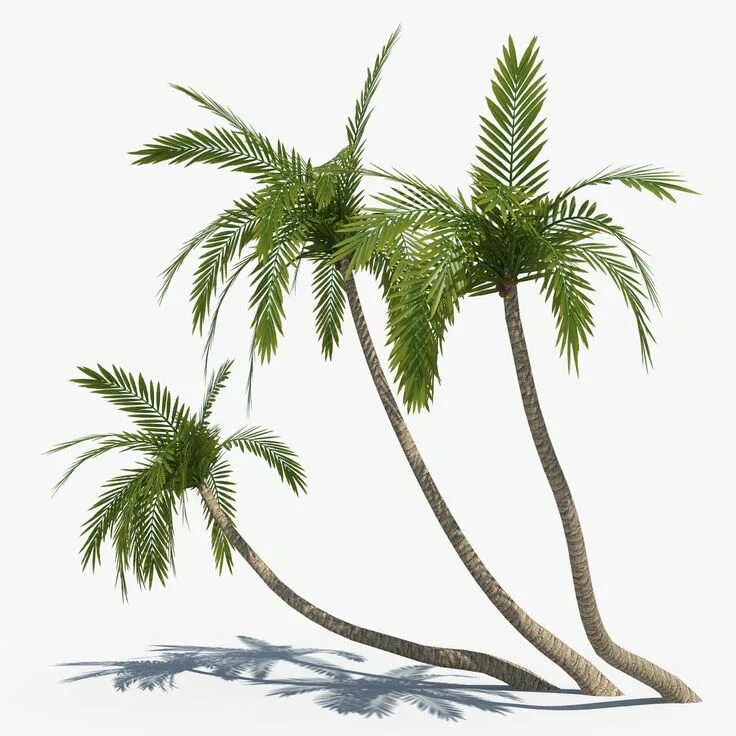 Palms set