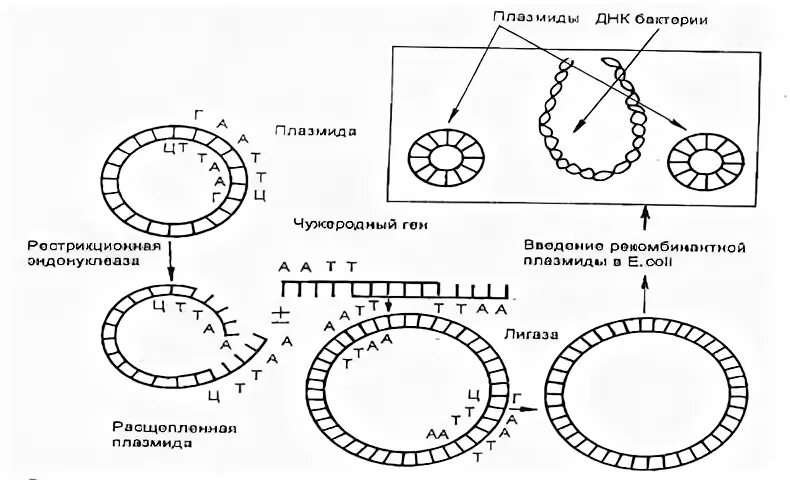 Метод рекомбинантных плазмид этапы. Схема получения рекомбинантной плазмиды. Схема встраивания Гена в плазмиды. Цитоплазматическая наследственность плазмиды.