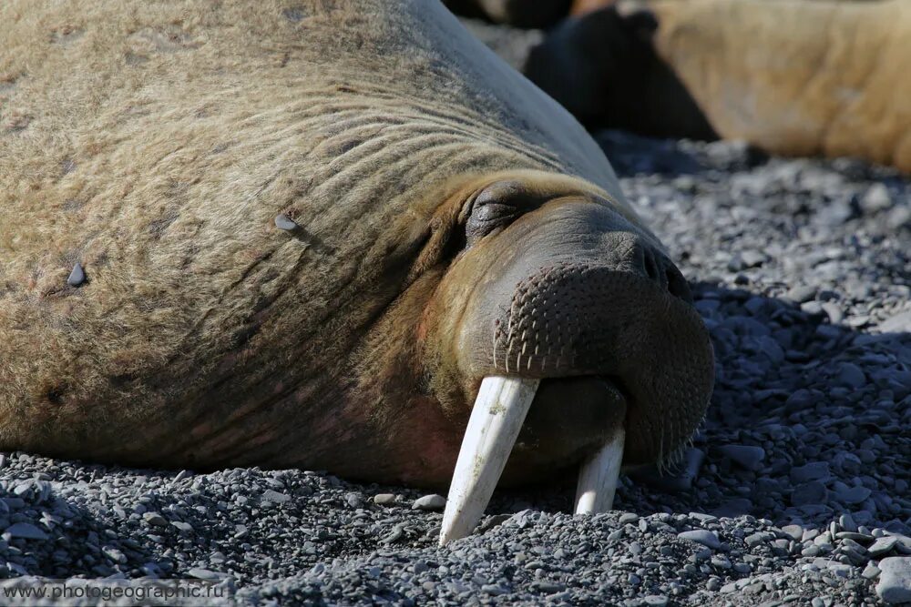 морж в парке миниатюр