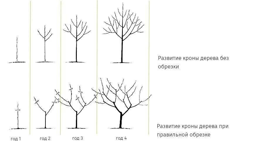 Формирование кроны плодовых деревьев. Подрезка яблонь весной схема. схема обрезки саженцев яблони. схема обрезки яблони весной. схема подрезки плодовых деревьев.
