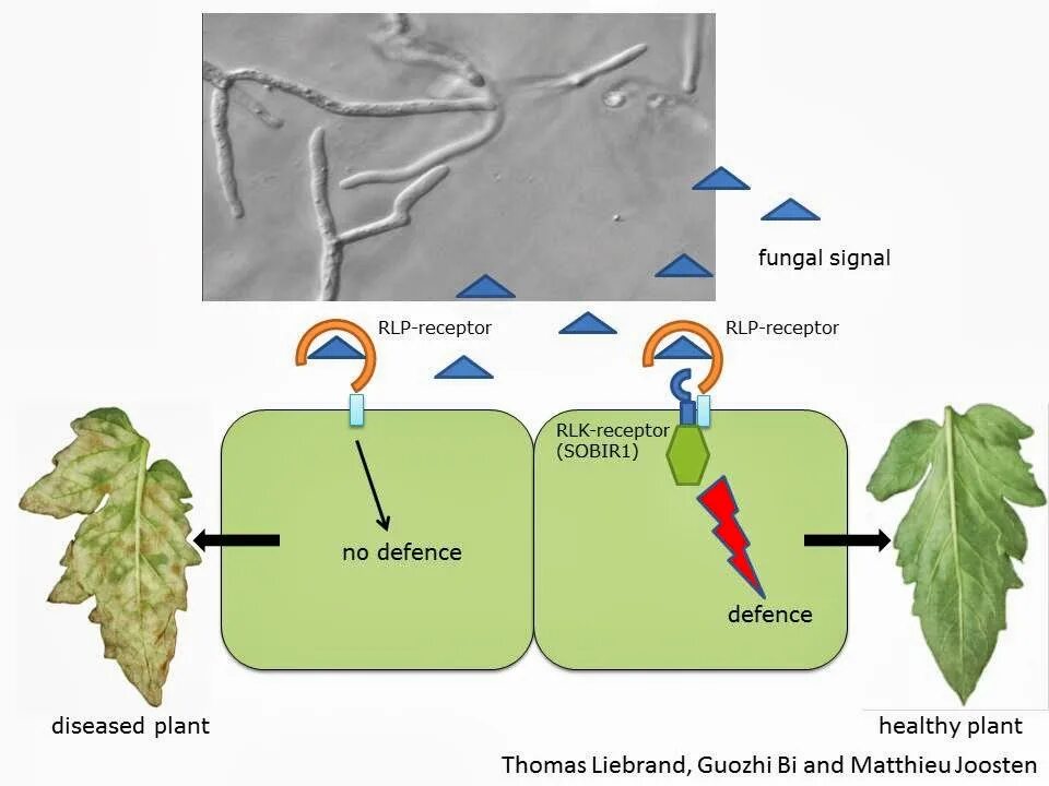 Закрытую систему растений. L System растения. Noise Defence of Plants. Plant disease example how it.