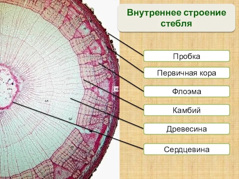 Срез работ. Внутреннее строение стебля поперечный срез. строение стебля камбий. камбий на срезе стебля. строение стебля дерева егэ.