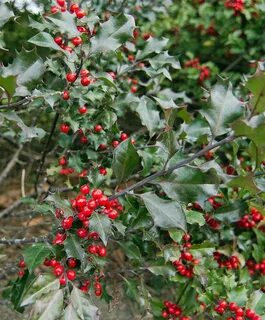 Ilex by