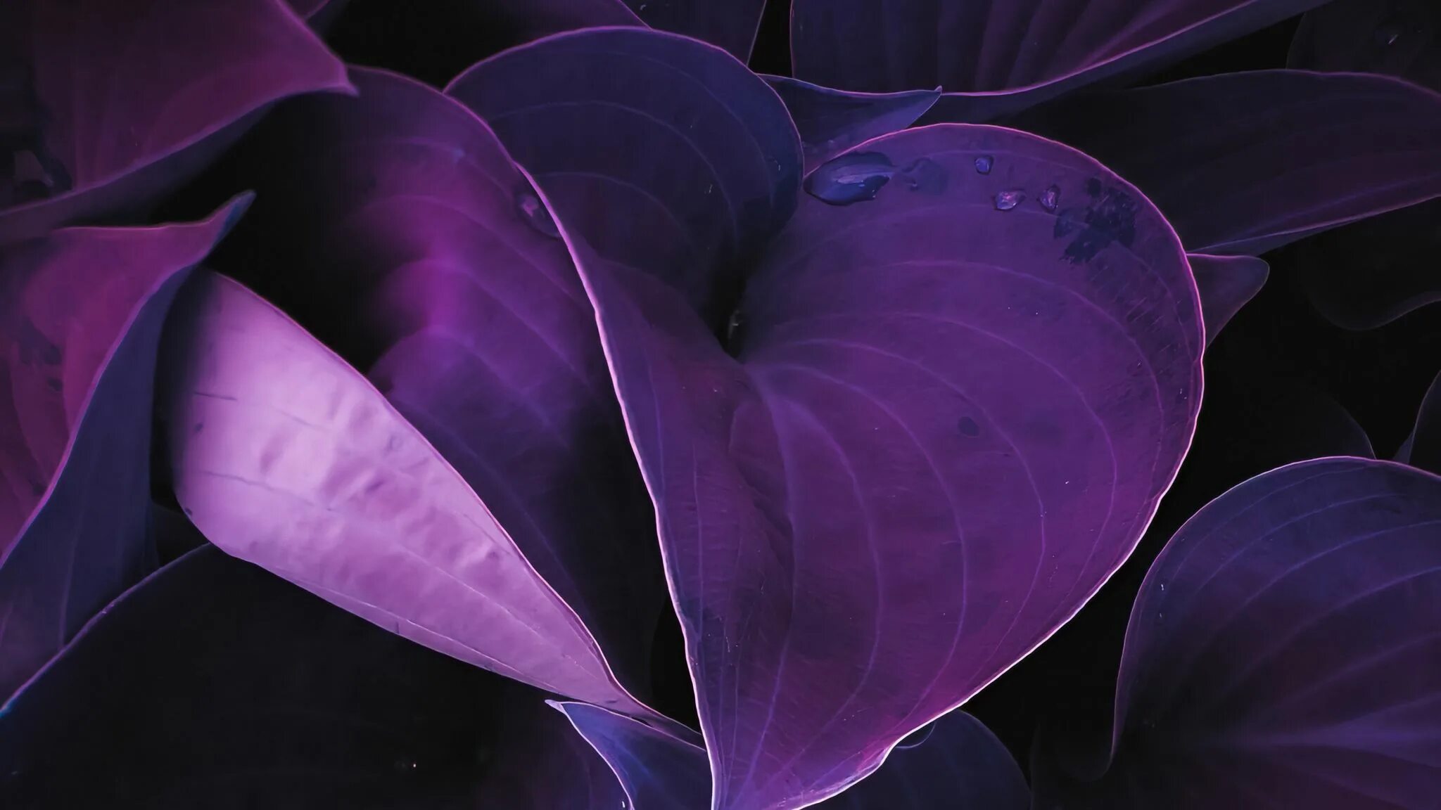 Темно фиолетовые листья растение. Фиолетовый. Фиолетовые листья. Цветок с сиреневыми листьями. Растение с фиолетовыми листьями.