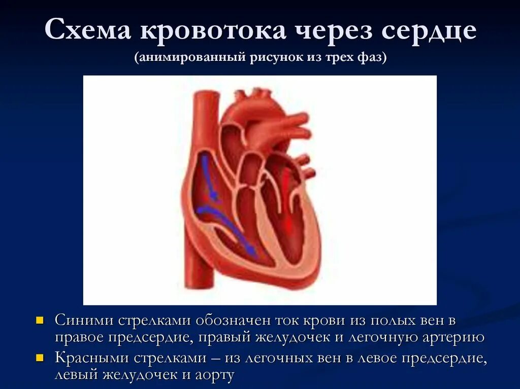 Образование левого предсердия. Ток крови в сердце схема. Схема кровотока в сердце. Строение сердца и ток крови. Строение сердца движение крови.