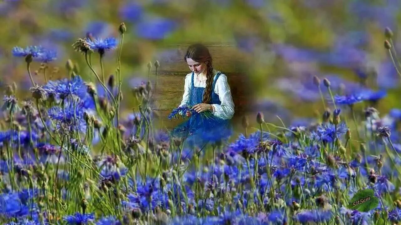Среди колокольчиков. Синие полевые цветы. Синие цветы в поле. Васильки полевые.