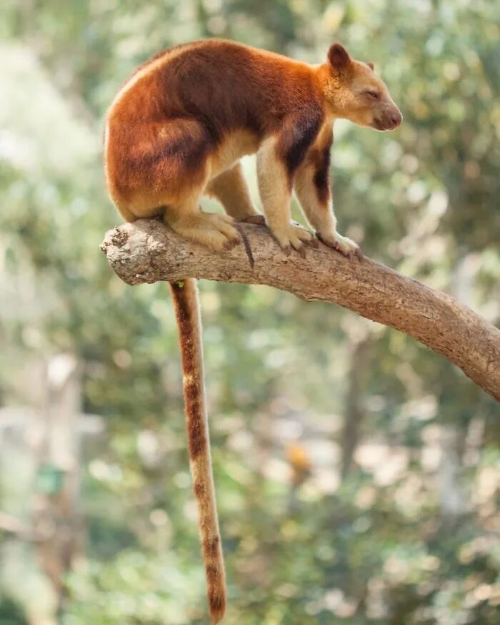 Зверек живущий на деревьях. Древесный кенгуру Гудфеллоу. Древесный кенгуру валлаби. Сумчатые кенгуру. Сумчатый древесный кенгуру.