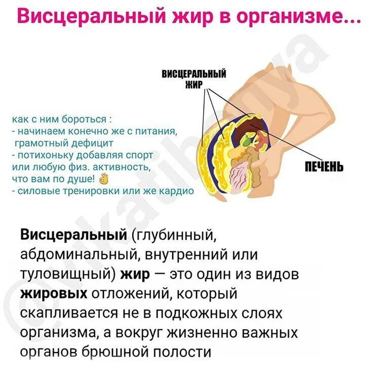Висцеральный жир внутренних органов. Жир это орган. Висариальныц жир. Подкожный, висцеральный жир на животе. Подкожный и висцеральный жир.