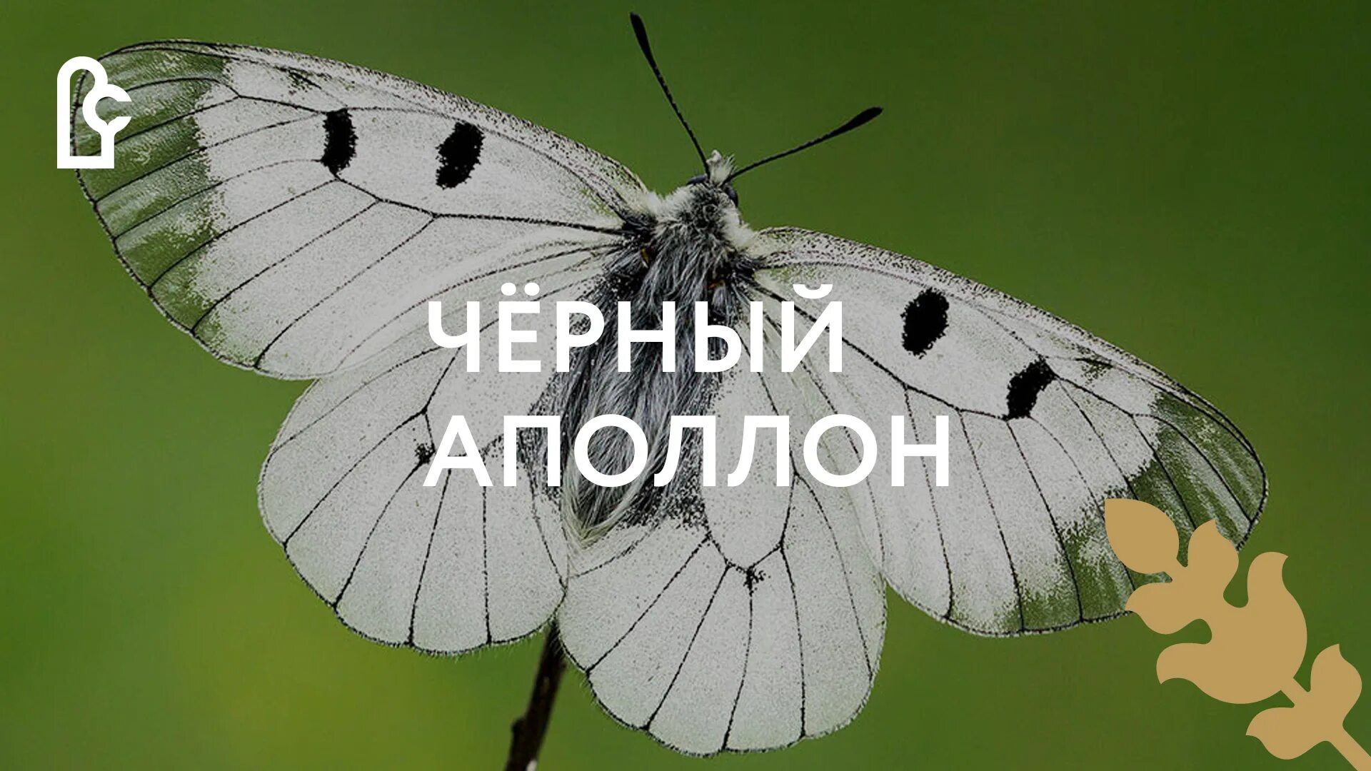 Fail:Schwarzer Apollo (Parnassius mnemosyne) 2011-05-07.jpg - Vikipeedia
