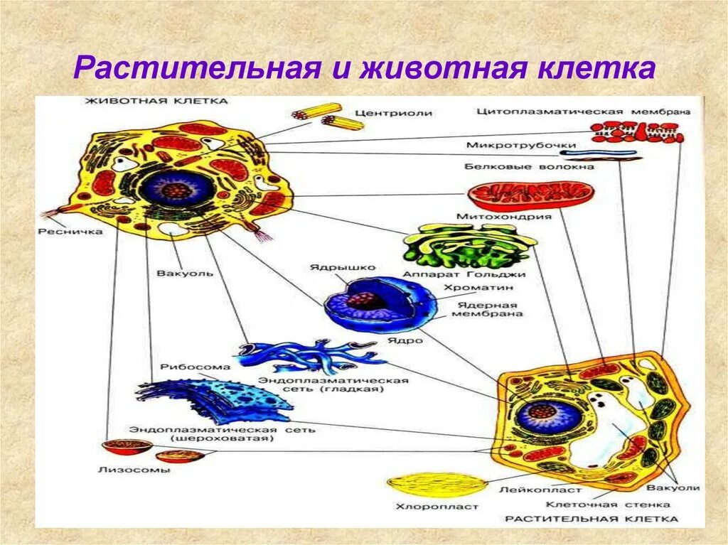 1 строение животной клетки органоиды. Схема строения животной и растительной клетки рисунок. строение органоидов растительной и животной клетки. строение органелл животной клетки. схема строения клетки животного и растения.