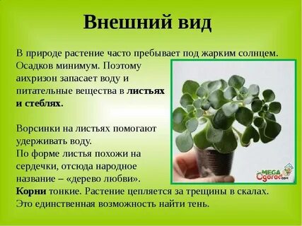 Денежное дерево черешковый лист или сидячий