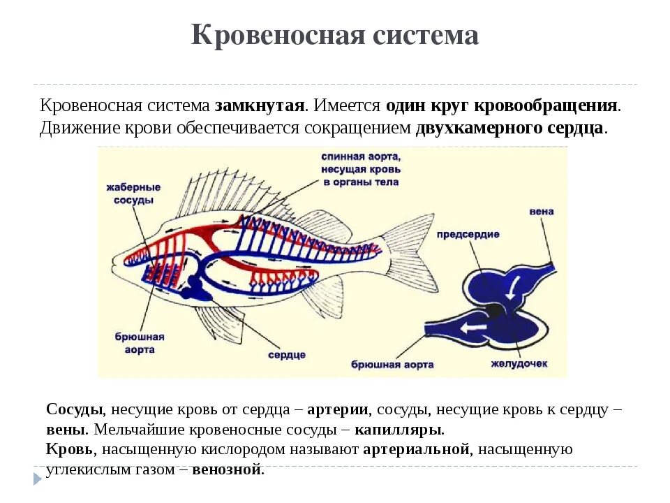 Внешнее строение рыбы и земноводных. Кровеносная система рыб 7 класс биология. Внутреннее строение рыбы система органов. Внутреннее строение рыбы схема. Кровеносная система рыб 7 класс биология таблица.