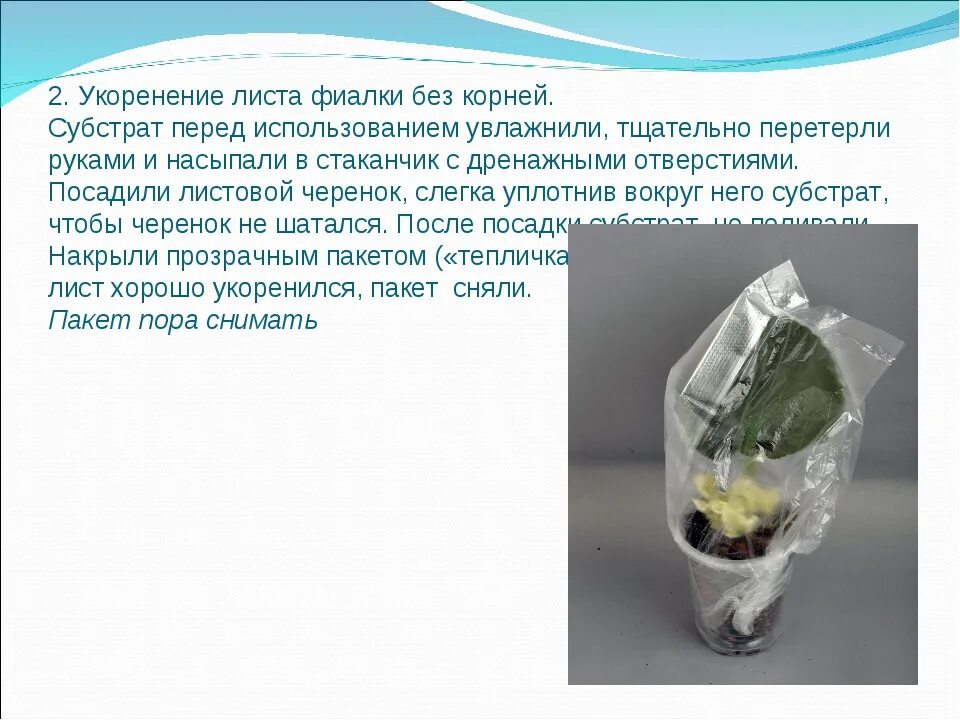 Как посадить фиалку с корнем