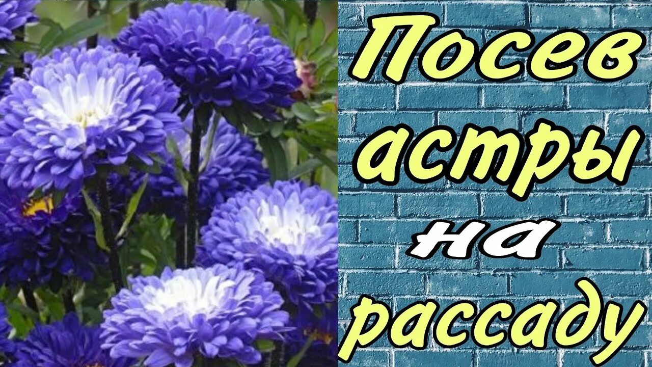 Как посеять астры в зиму открытый грунт. Посев астры на рассаду. посадка рассады астры в марте. посеять астру на рассаду.