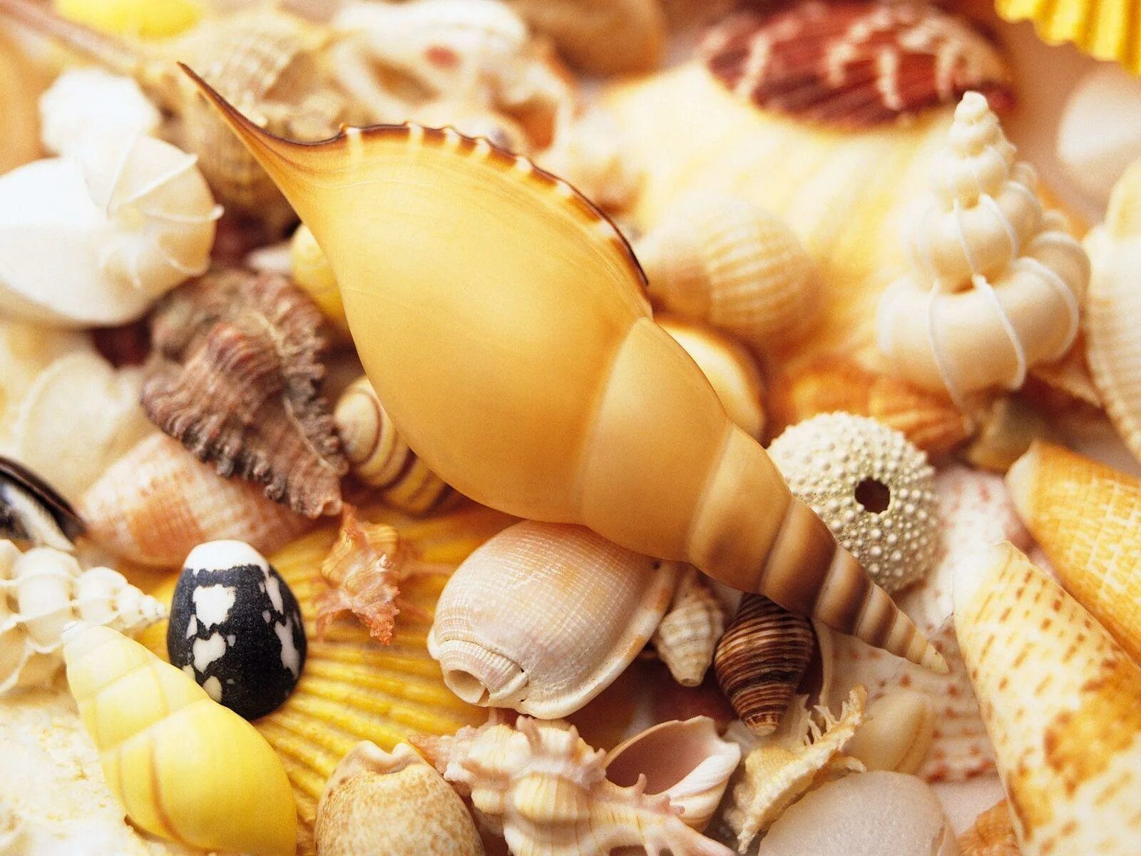Sea shell