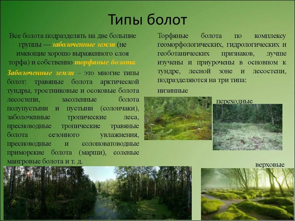 Болота что означает. Болота доклад. Типы болот. Доклад про болото. Болота и Заболоченные земли.