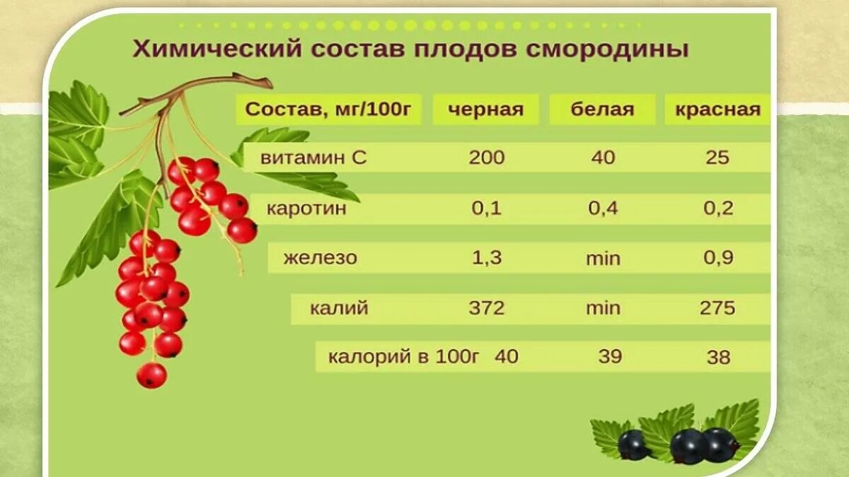 Значение роста в жизни смородины. Классификация смородины черной. Плоды красной смородины. Строение ягоды смородины. Систематика растений смородина красная.