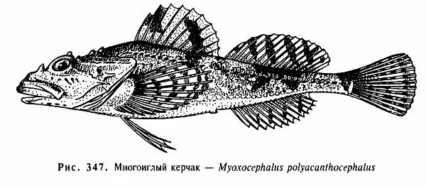 Какой тип развития характерен для европейского керчака. Многоиглый керчак. Керчак Стеллера. Многоиглый бычок. Керчак Многоиглый Вики.