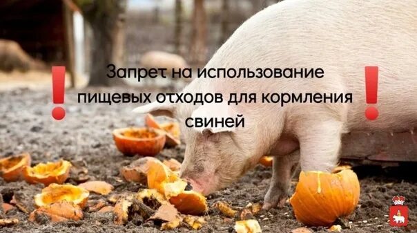 Запрещается использование пищевых отходов для кормления свиней. Запрет кормить свиней отходами. Приказ свиньи
