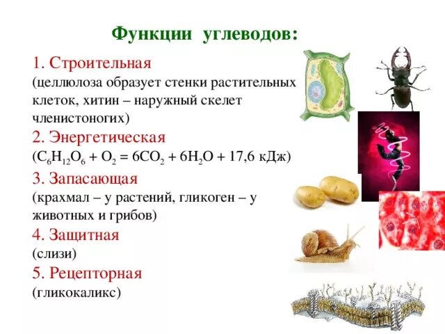 Укажи функции углеводов. Строительная функция углеводов. Биологические функции углеводов.