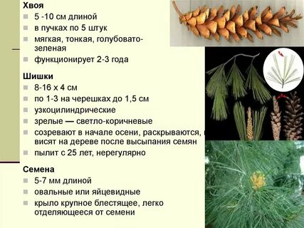 Количество хвоинок в пучке