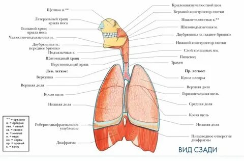 Нерегулярное строение