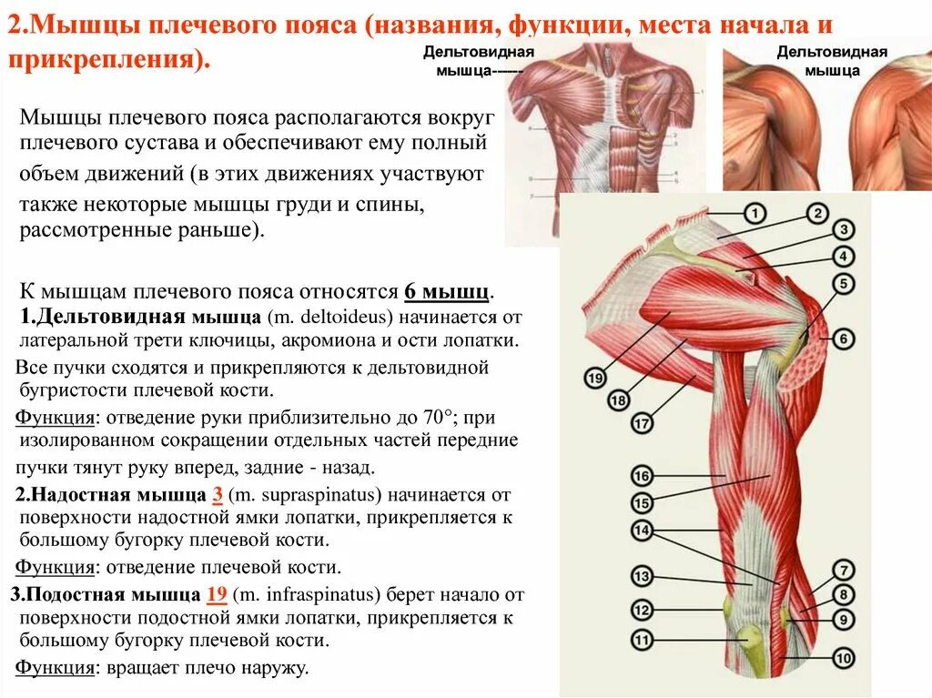 Назовите функции мышц