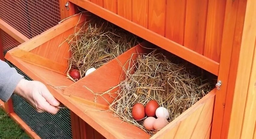 Сколько гнезд курам. Ящики для кур. Гнезда для кур. Гнезда для несушек. Гнездо для курицы несушки.