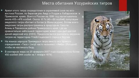 Обитание амурского тигра