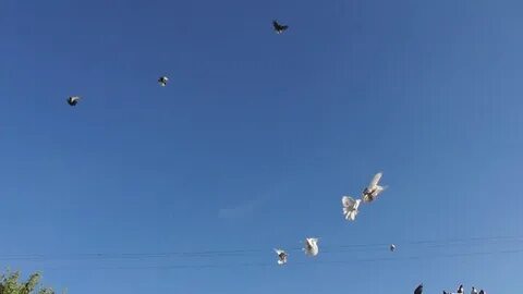 Видео первые полеты