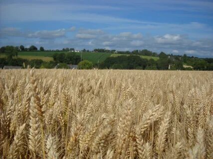 Rye