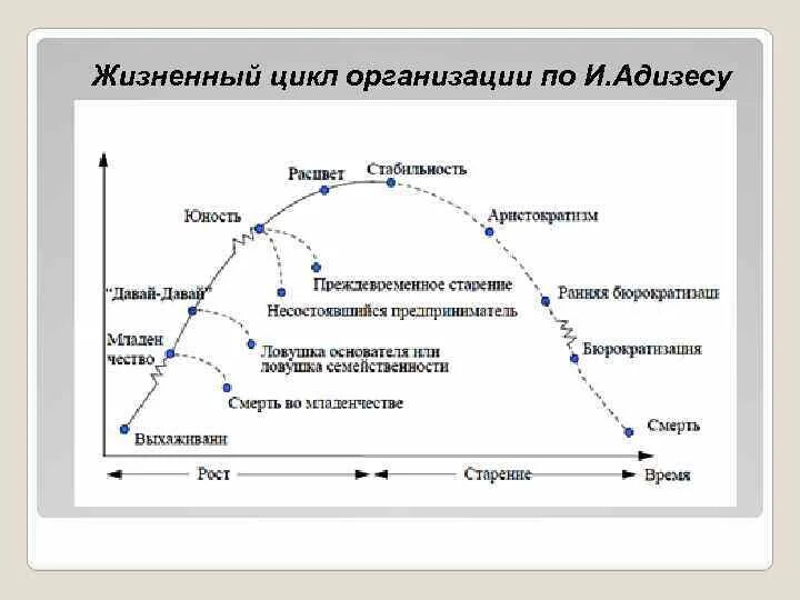 Жизненные стадии компании