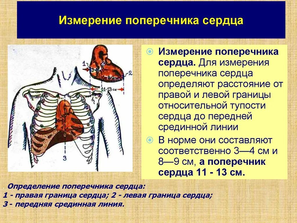 Поперечник сердца. Определение поперечника сердца. Измерение сердца. Поперечник относительной тупости сердца в норме. Длинник и поперечник