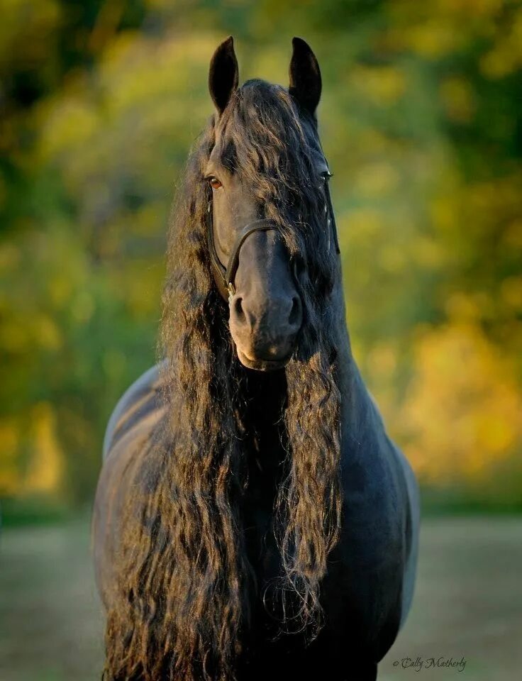 Horse hair. Фриз Фризская лошадь. Фризский жеребец Фредерик Великий. Фризская лошадь Фредерик.