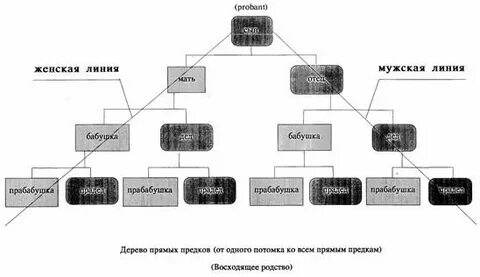 Линии родства