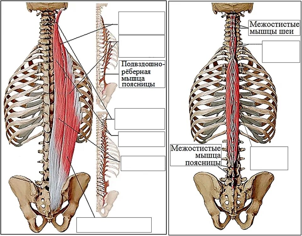 Мышцы разгибатели позвоночника анатомия. Паравертебральная мышца спины анатомия. Остистые мышцы позвоночника грудного отдела. Подвздошно-реберная мышца анатомия.