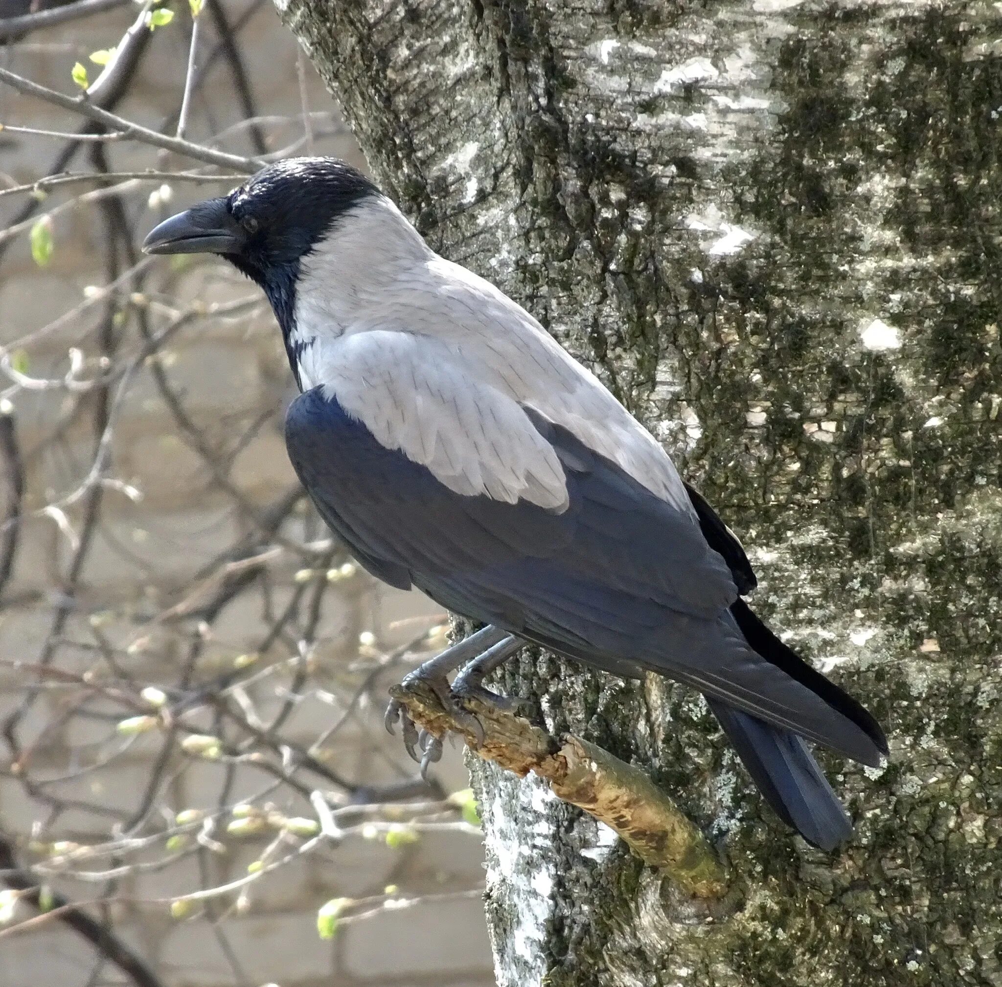 Врановые птицы. Семейство врановые - Corvidae. Врановые Карелия. Семейство врановых пциу.