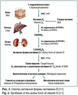 Водная форма витамина д