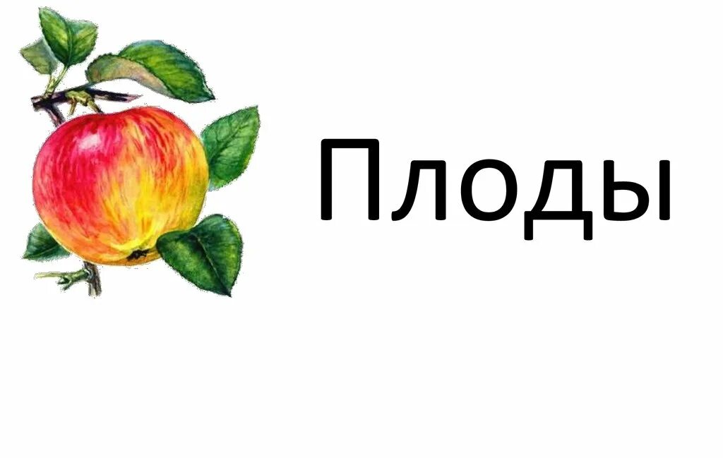 Плоды жизни дети. Плоды презентация. Презентация на тему плоды. Проект на тему плоды. Биология тема плоды.