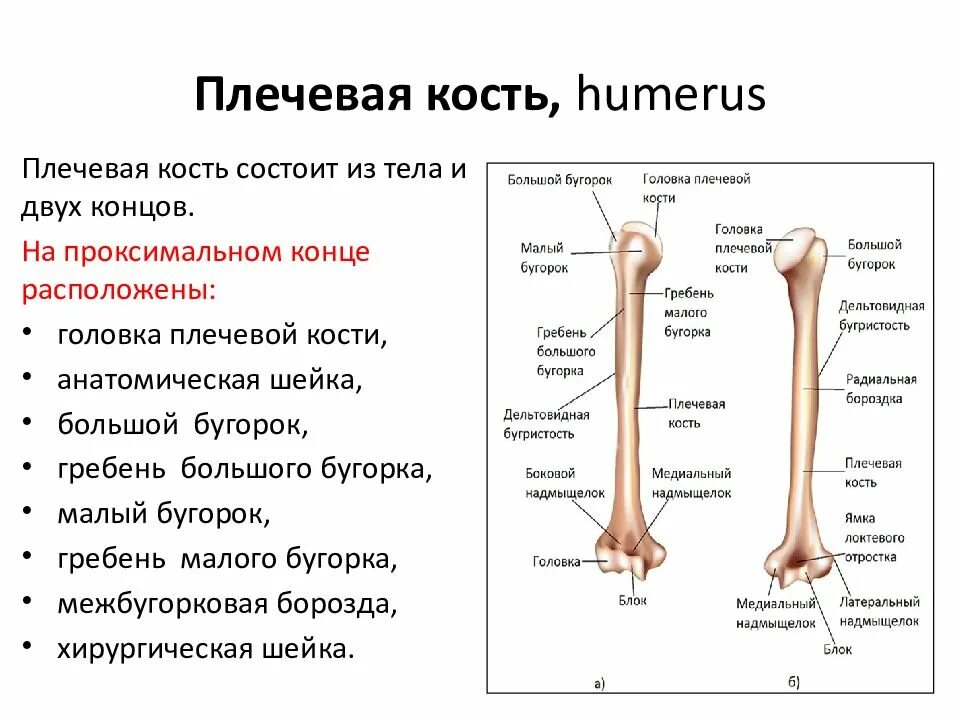 Гребни бугорков