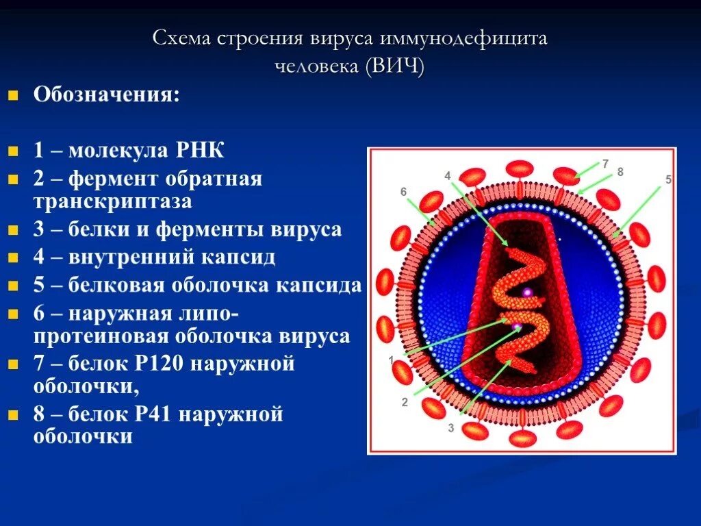 Схема строения вириона ВИЧ инфекция. Вирус ВИЧ строение микробиология. ВИЧ инфекция структура вириона. Ферменты, входящие в состав вириона ВИЧ.