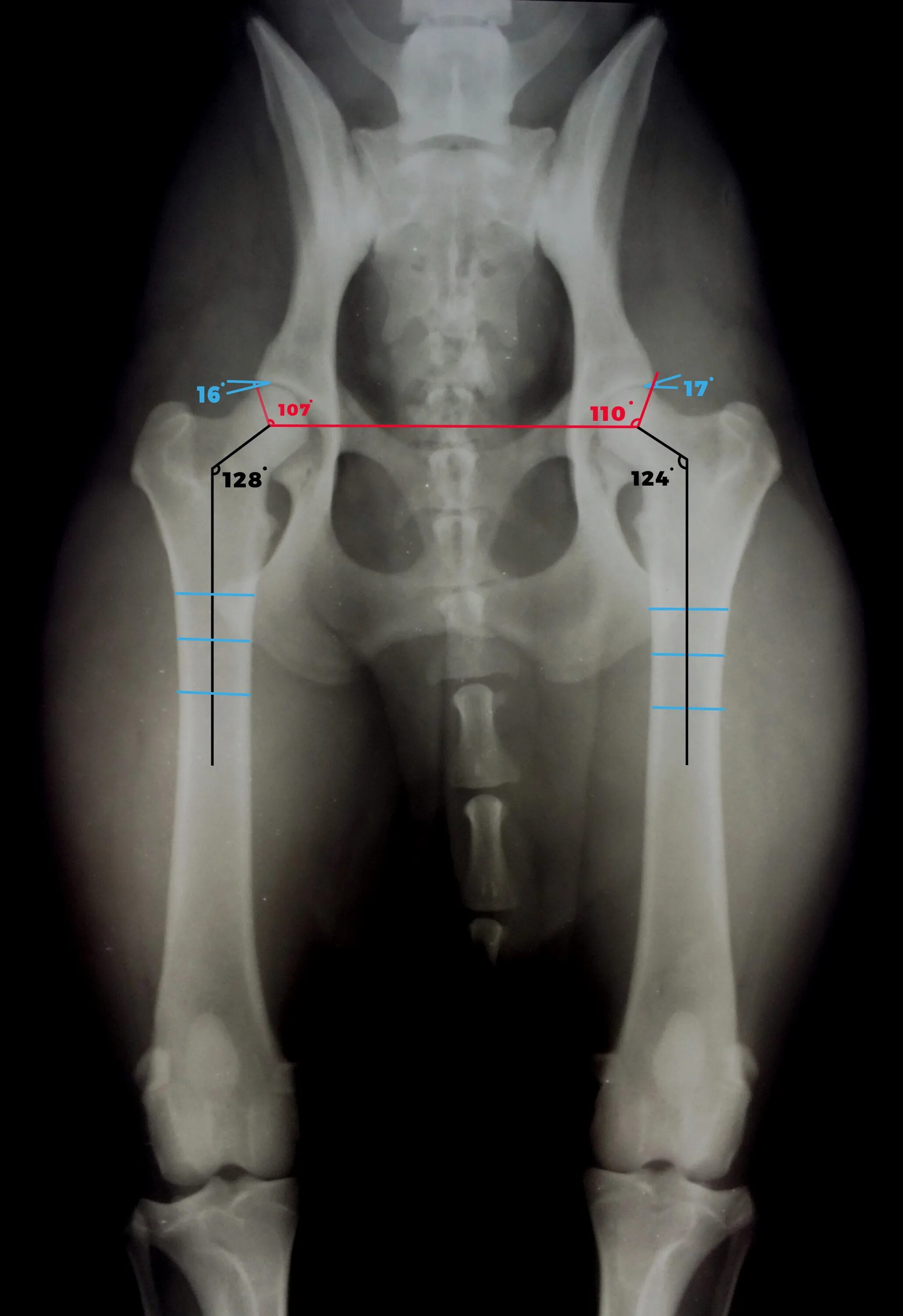Дисплазия суставов у собак лечение. Дисплазия тазобедренных суставов у собак. Дисплазия тазобедренного сустава у собак рентген.