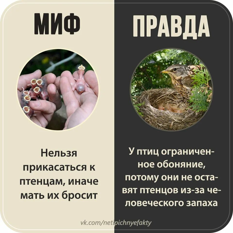 Мифы и правда про. Мифы и правда о животных. Миф и правда животные. Миф правда. Правда и мифы про эко.