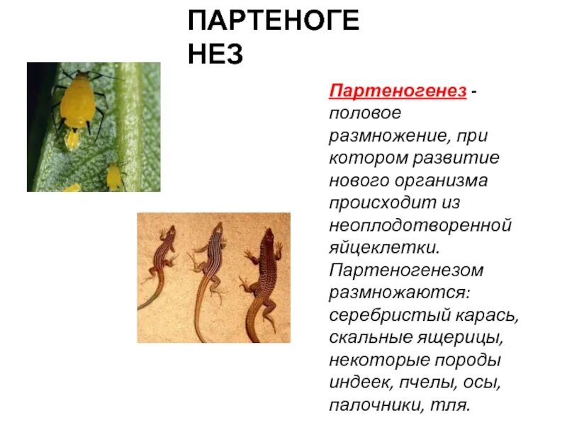 Развитие дафний из неоплодотворенных яиц почкование