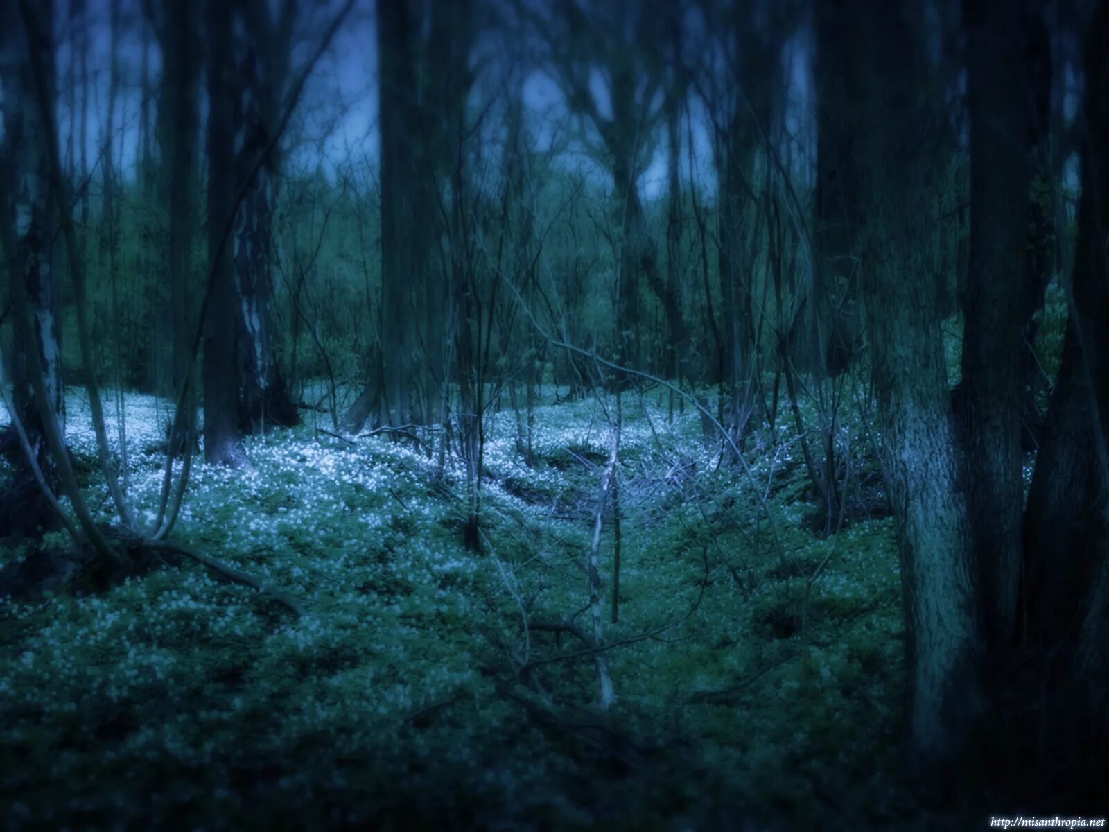 «Зачарованный лес» («Enchanted Forest»). «Ночь в лесу». Ужасы ночного леса. Заколдованный лес ночью. Ночь в запретном лесу последняя версия мод