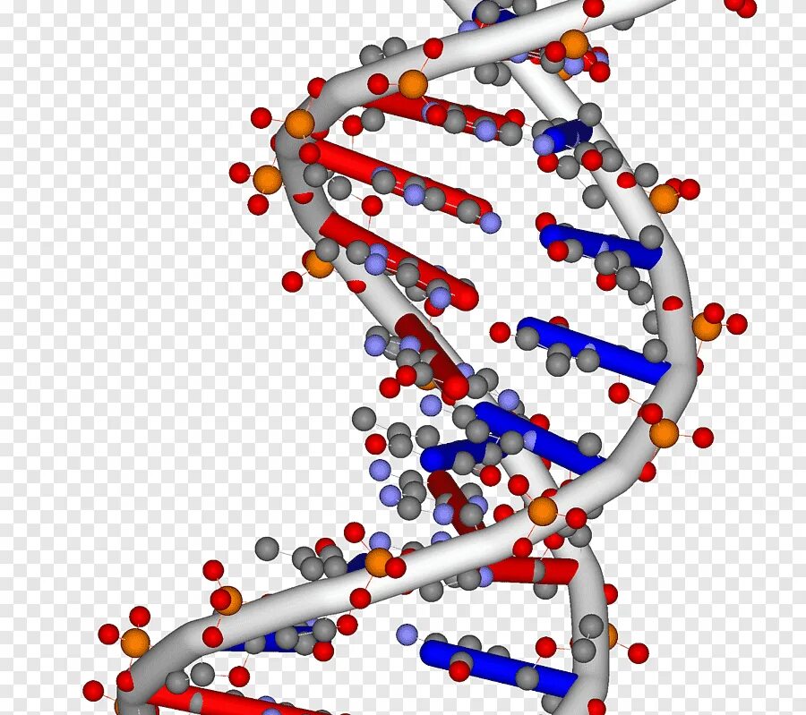 Молекула нуклеиновой кислоты. Биология нуклеиновые кислоты РНК. Нуклеиновые кислоты ДНК. Кислота ДНК И РНК.
