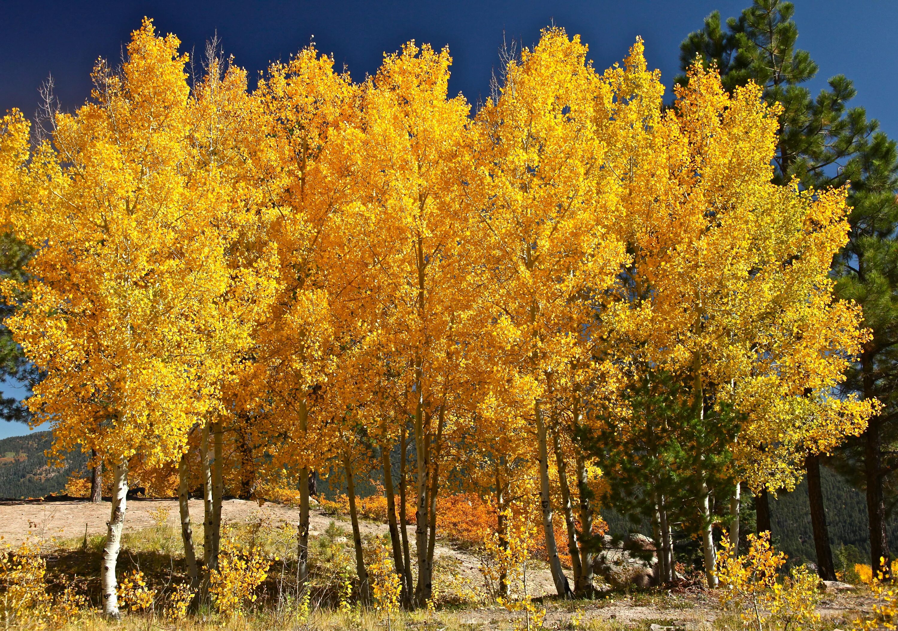 Осина Северная Америка. Тополь осинообразный. Quaking Aspen. Осина дерево. Осинка листья осенью